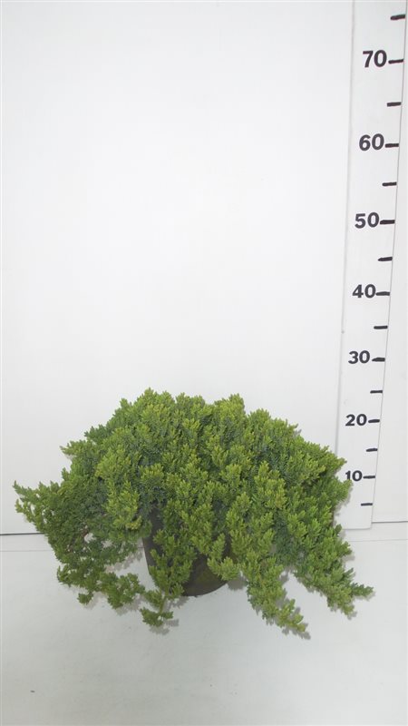 Можжевельник лежачий Нана